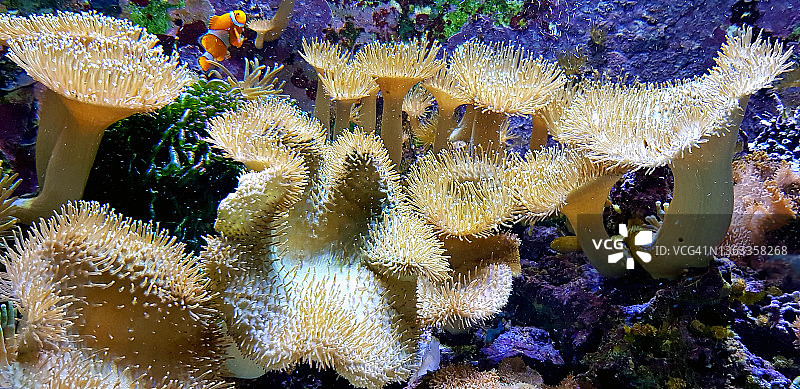 海葵里的小丑鱼图片素材