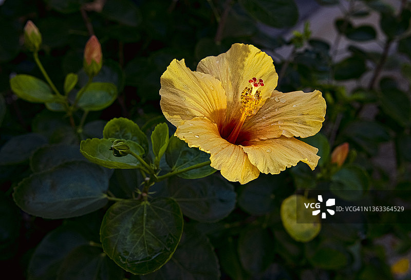 露水晨曦中的木槿花图片素材