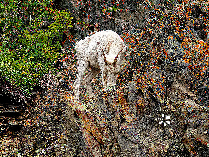 正在吃草的母多尔绵羊图片素材