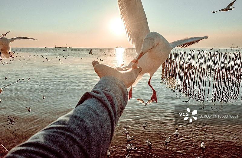 日落时分从手中取食的飞翔海鸥图片素材