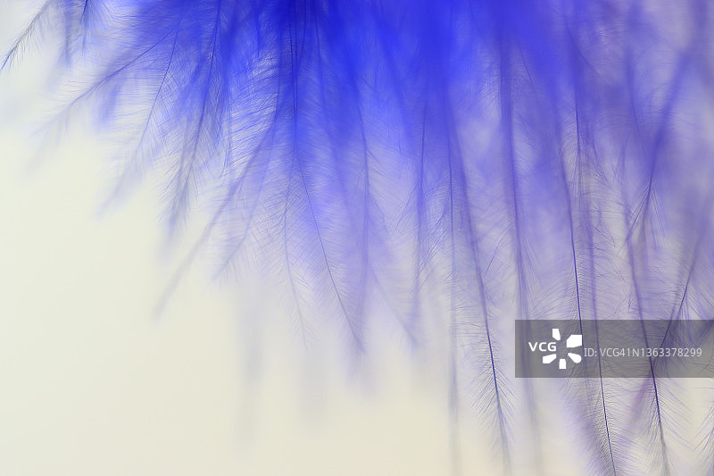 单根蓝色羽毛的极限特写图片素材