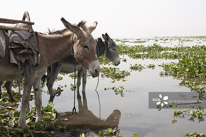 南苏丹东北部上尼罗河地区的尼罗河畔的驴图片素材