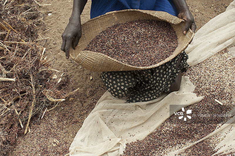 南苏丹丁卡部落妇女分离高粱种子图片素材