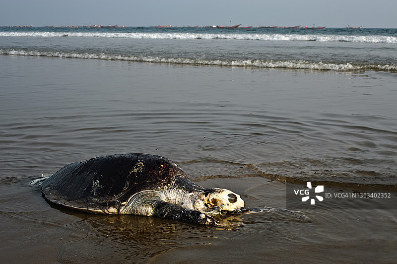 搁浅在中国印度海滩上的丽龟尸体图片素材