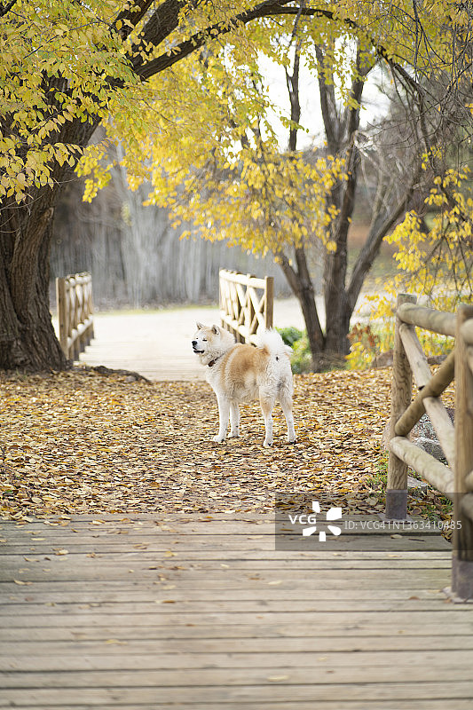 秋叶中桥上的秋田犬图片素材