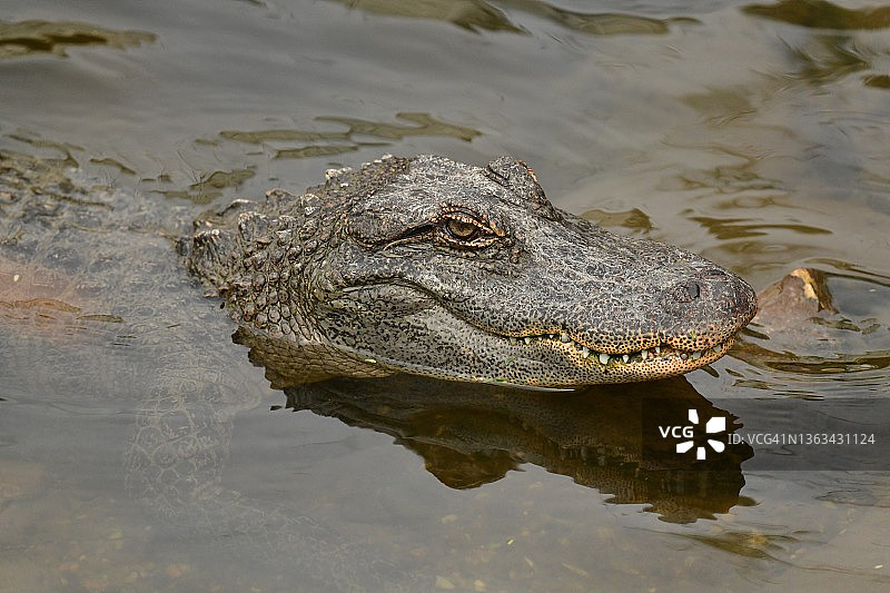 野生鳄鱼的牙齿和眼睛图片素材
