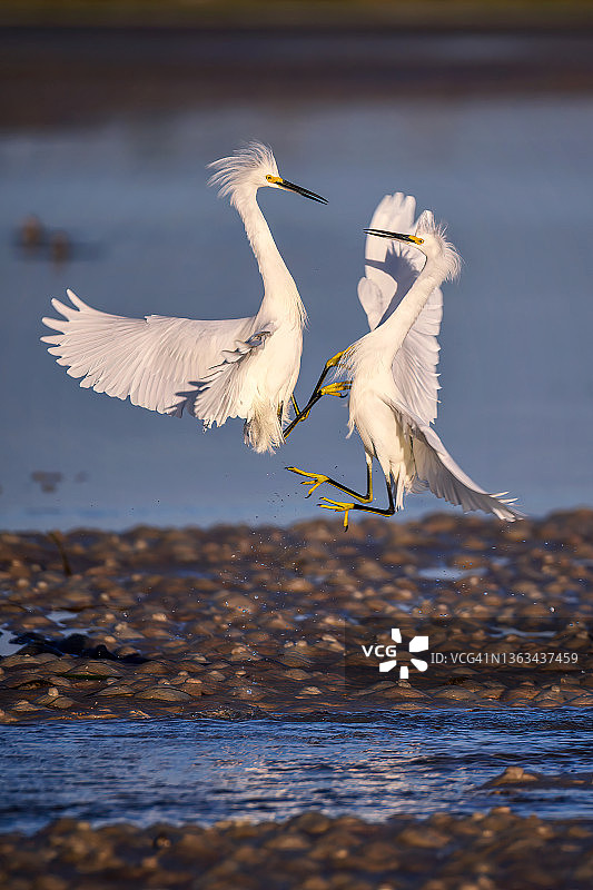 两只雪鹭在佛罗里达州圣彼得堡迪索托堡北海滩争夺捕鱼区图片素材