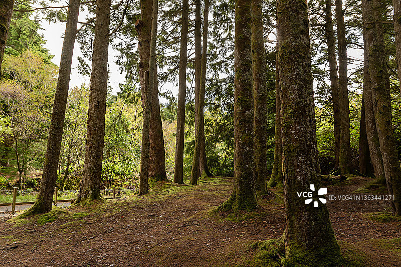 林地小路图片素材