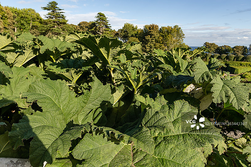 大王古尼拉图片素材