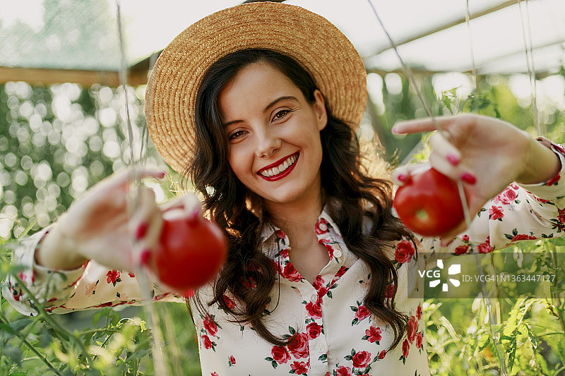 年轻漂亮的农场女工采摘成熟的西红柿图片素材
