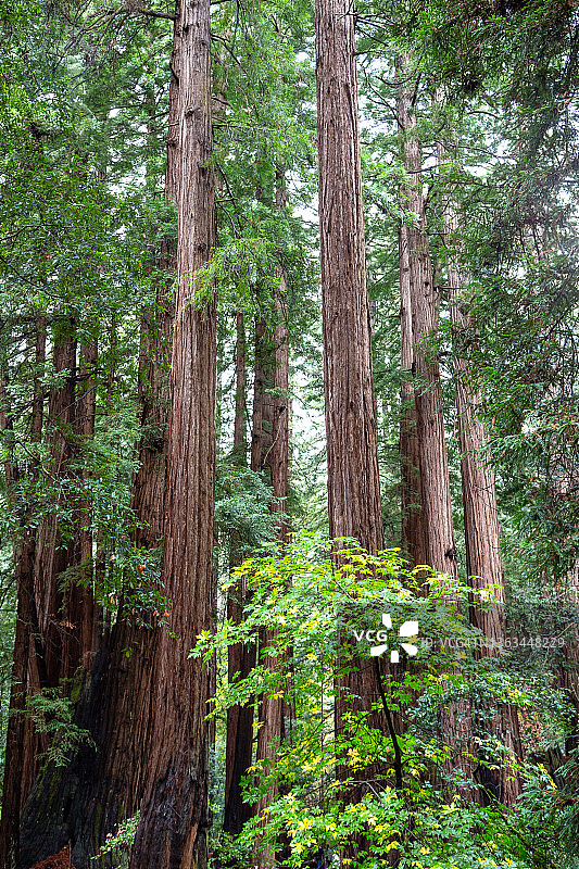 缪尔 Woods 的枫叶和红杉图片素材