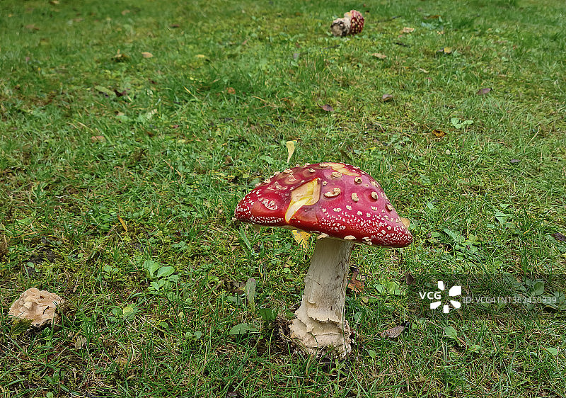 羊肚菌图片素材