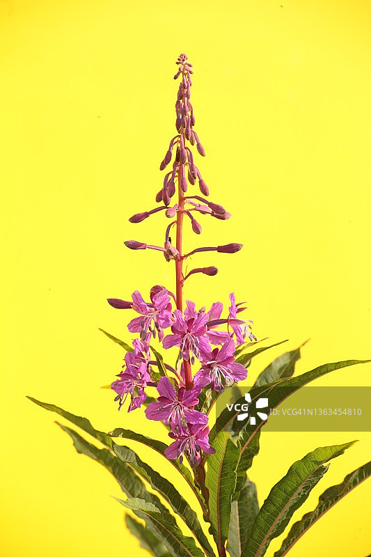 柳兰（黄色背景）图片素材