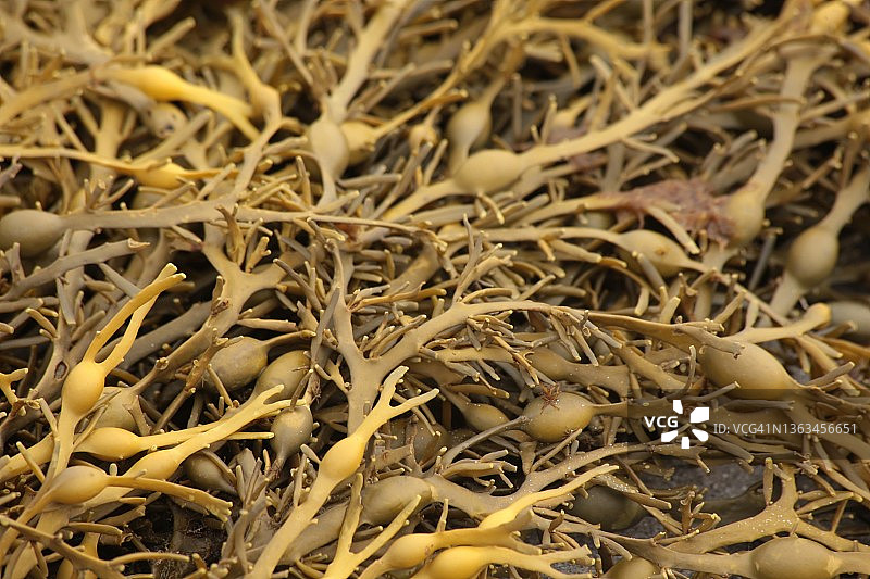 海麻线图片素材