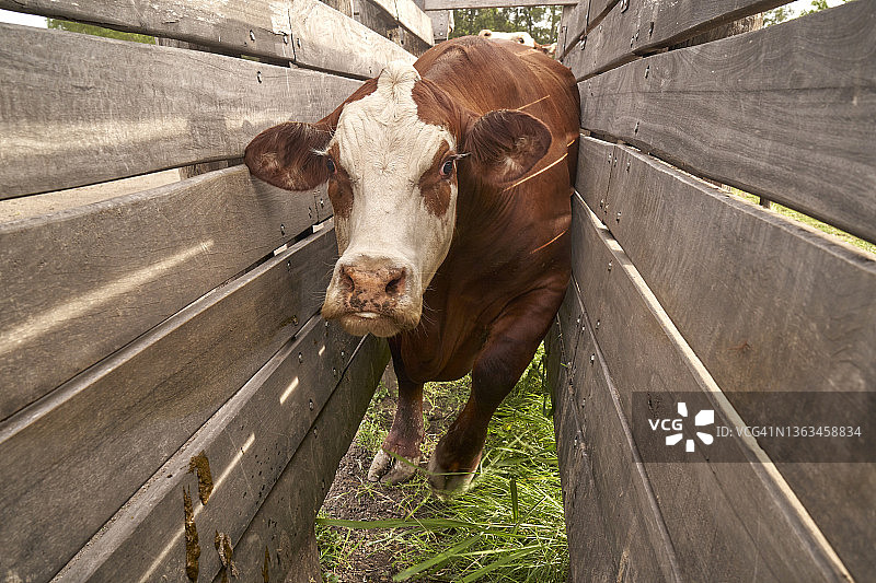 牛棚里的布拉德福德奶牛肖像，畜牧业图片素材