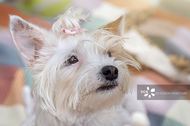 白色和棕褐色约克夏犬特写图片素材