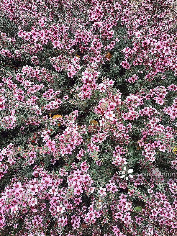 麦卢卡树图片素材