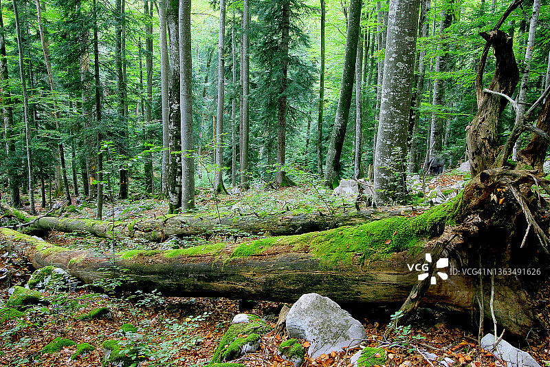 原始森林图片素材