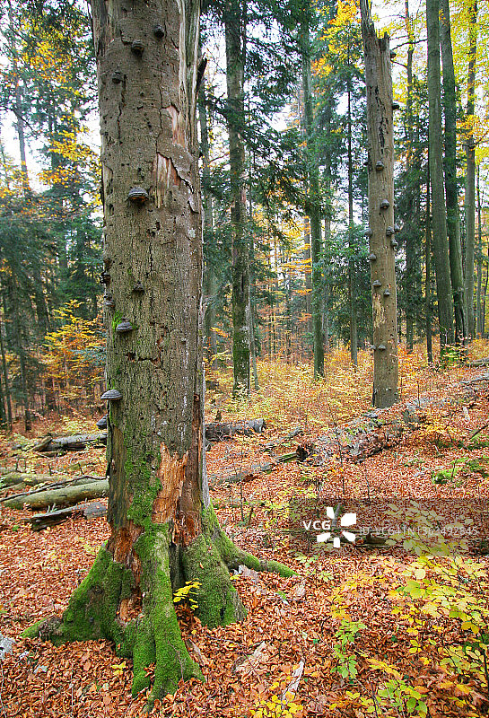 原始森林图片素材