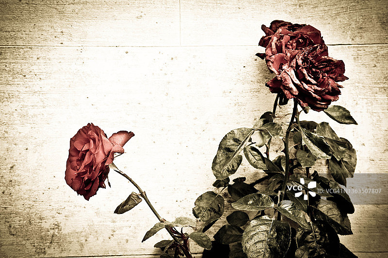 新西兰玫瑰图片素材