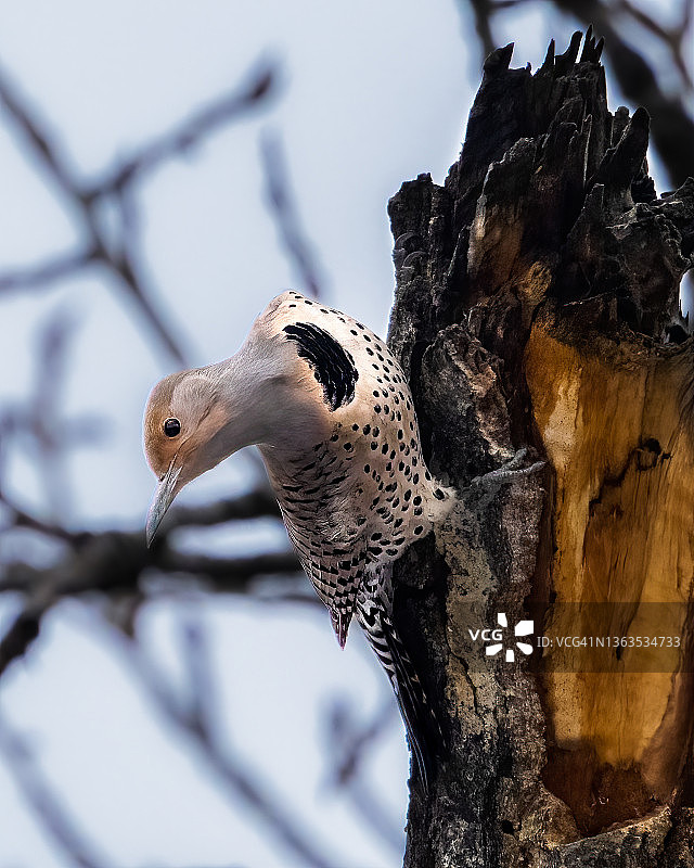 北美扑动鴷图片素材