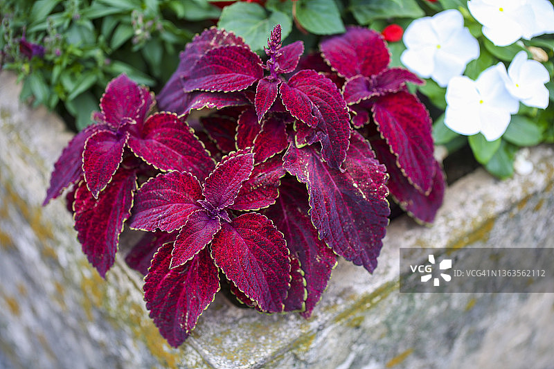 锦紫苏图片素材