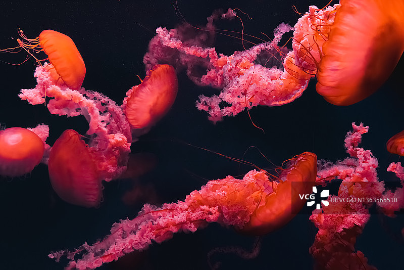 水母特写图片素材