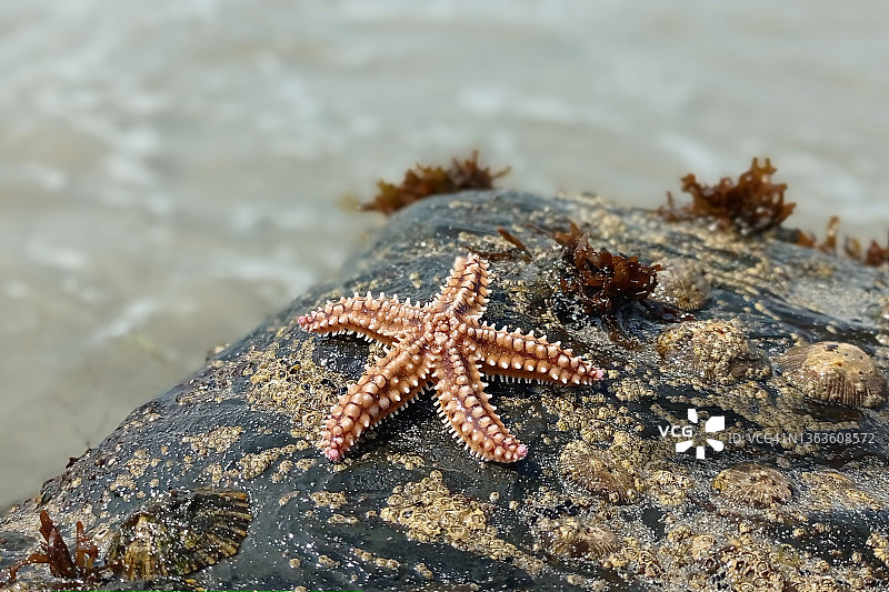 沙滩上的海星图片素材
