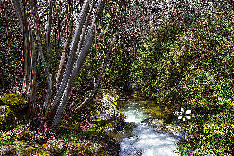 澳大利亚阿尔卑斯山脉的原始溪流图片素材