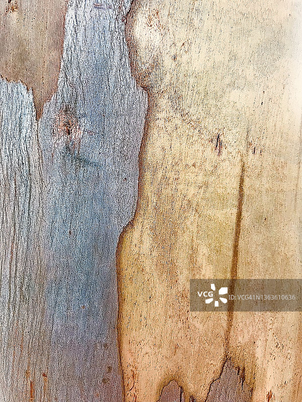 塔斯马尼亚蓝桉树皮图片素材