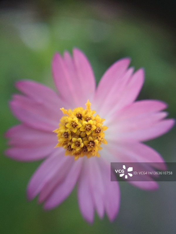 花园里盛开的硫华菊花朵特写，黄色花粉，粉色花朵，自然背景模糊图片素材