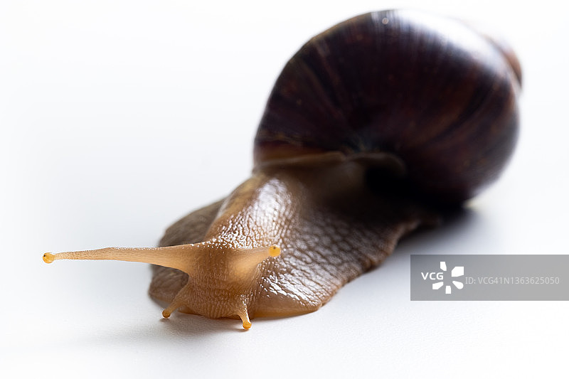 白色背景上的大型非洲蜗牛，宠物与美容概念图片素材