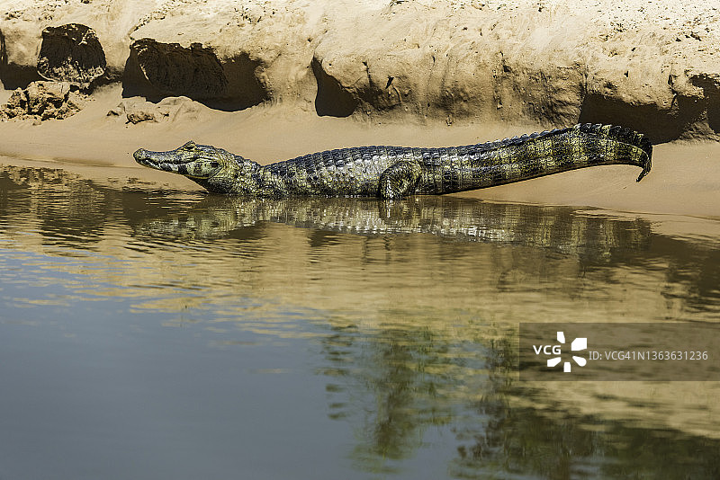 巴西南部的雅卡雷凯门鳄特写图片素材