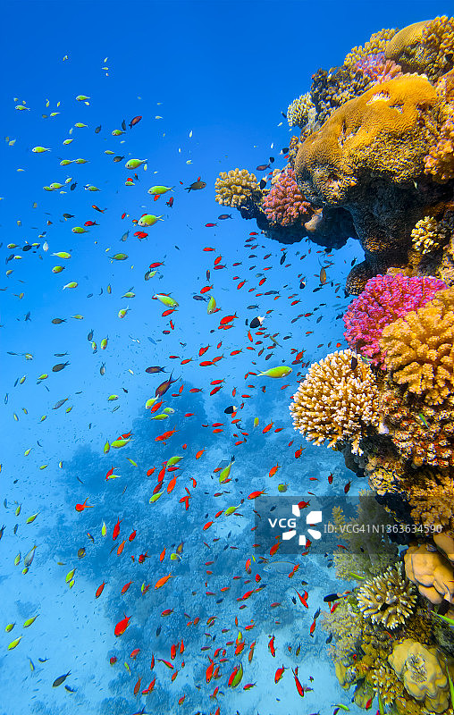 红海美丽珊瑚礁上的海洋生物和热带鱼群图片素材