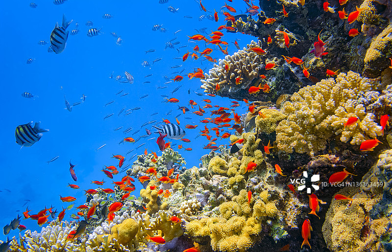 美丽的珊瑚礁上的海洋生物与许多海Goldie (Pseudanthias squamipinnis)在红海- Marsa Alam -埃及图片素材