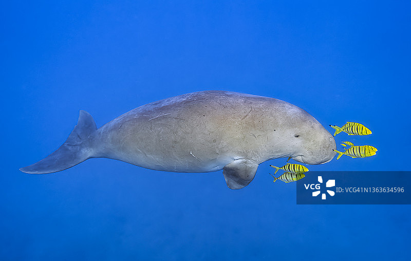 雄性儒艮与金鲳鱼在红海游泳-埃及马萨阿拉姆图片素材