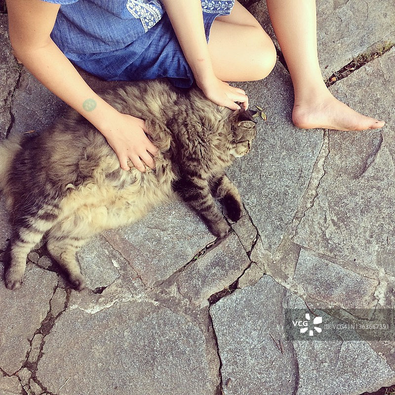 小女孩抚摸缅因猫特写图片素材