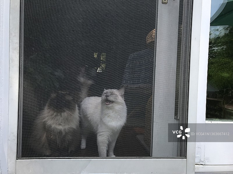 两只猫咪在纱门前喵喵叫着等待图片素材