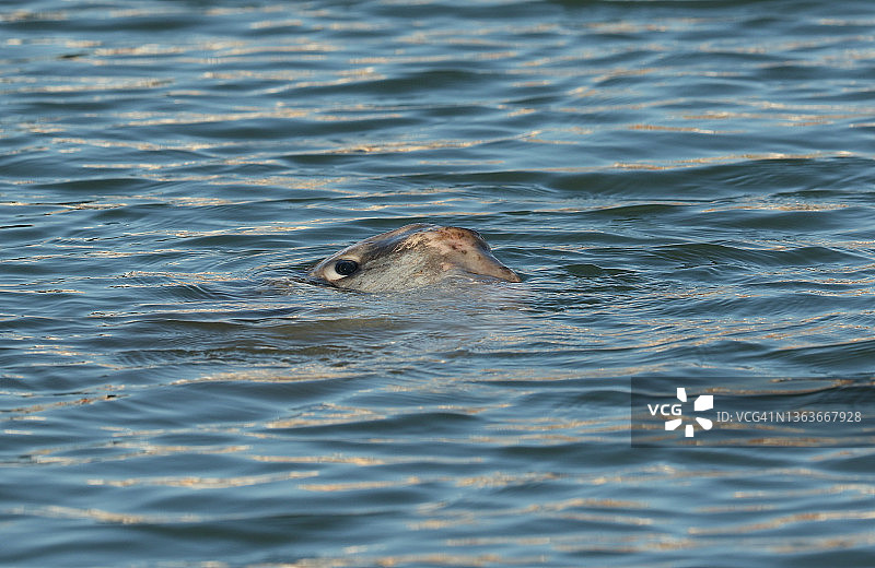 拉姆斯盖特港口中的罕见翻车鱼图片素材