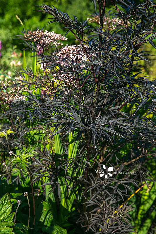 接骨木图片素材