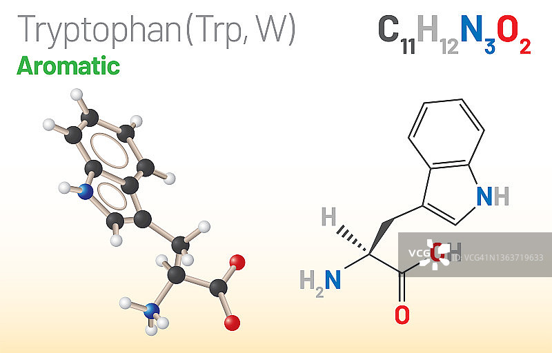 色氨酸氨基酸分子（化学式C11H12N2O2）：球棍模型、空间填充模型和骨架式图片素材