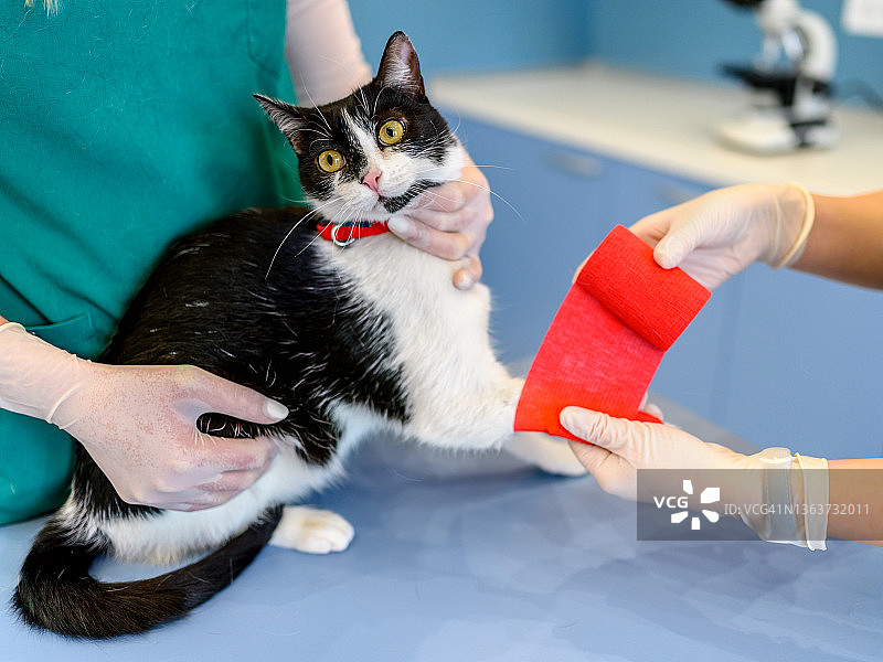 兽医在宠物诊所给猫包扎爪子图片素材
