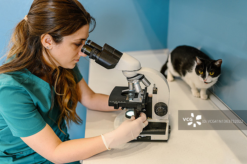 女兽医和猫与显微镜图片素材