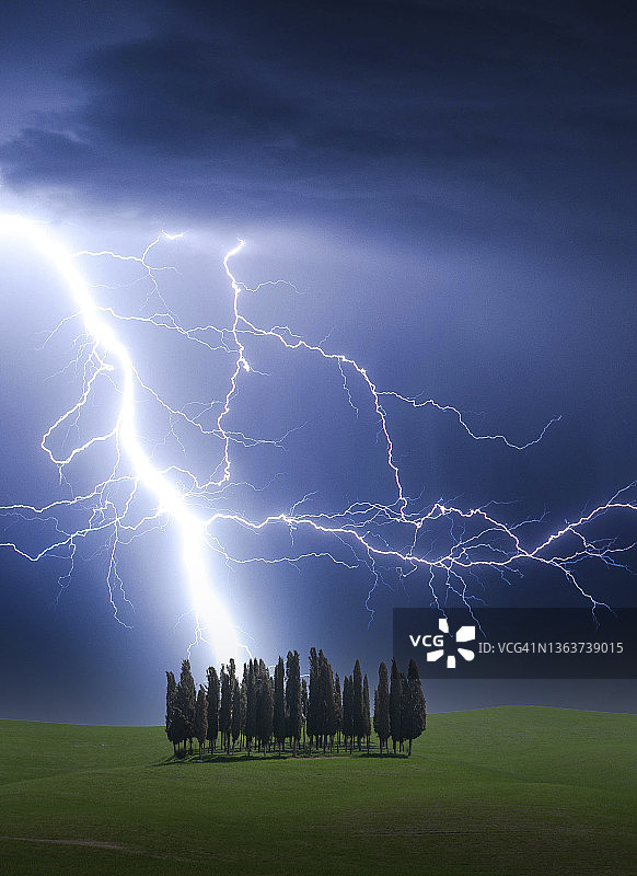 玉米地中一群柏树上的闪电图片素材