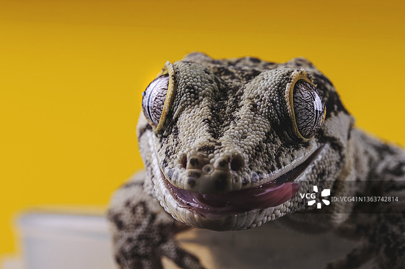 黄色背景下的盖勾亚壁虎图片素材