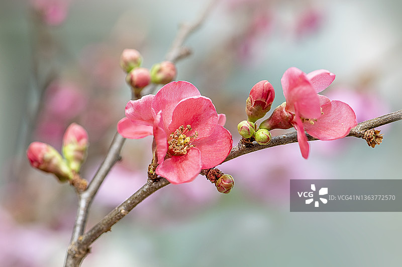 日本木瓜：桃橙色系春花图片素材