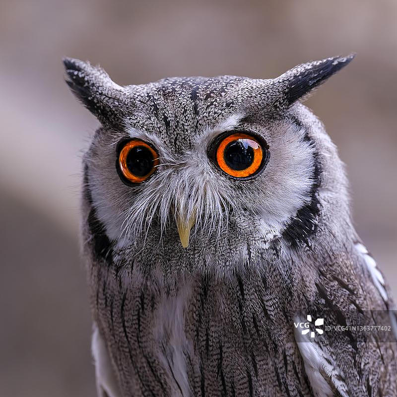 德国古腾堡城堡的灌木猫头鹰图片素材