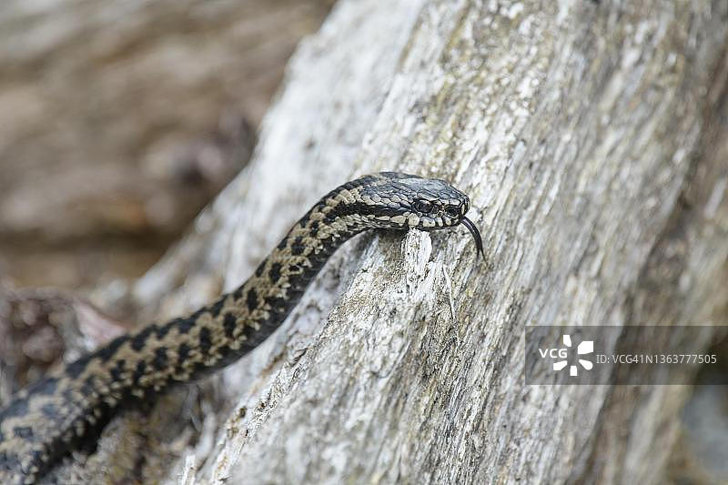 德国巴伐利亚的欧洲蝰蛇图片素材