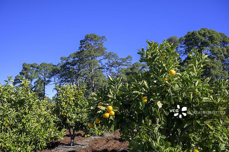 西班牙拉帕尔马蓬塔戈尔达的橘子树图片素材