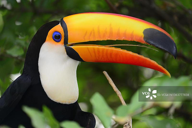 巨嘴鸟栖息在树木茂密的树叶中图片素材